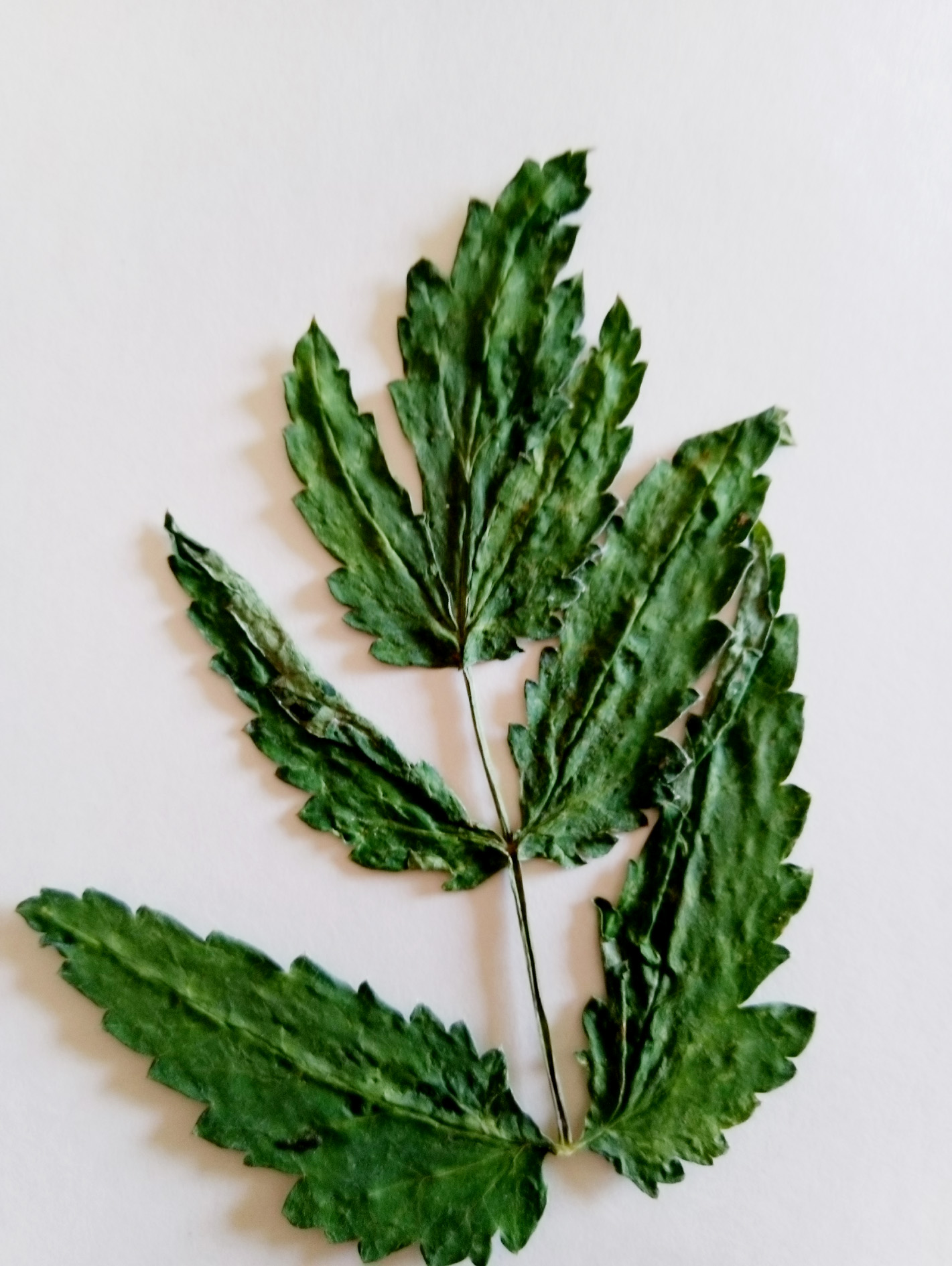 pimpinella major _ tragoselino maggiore